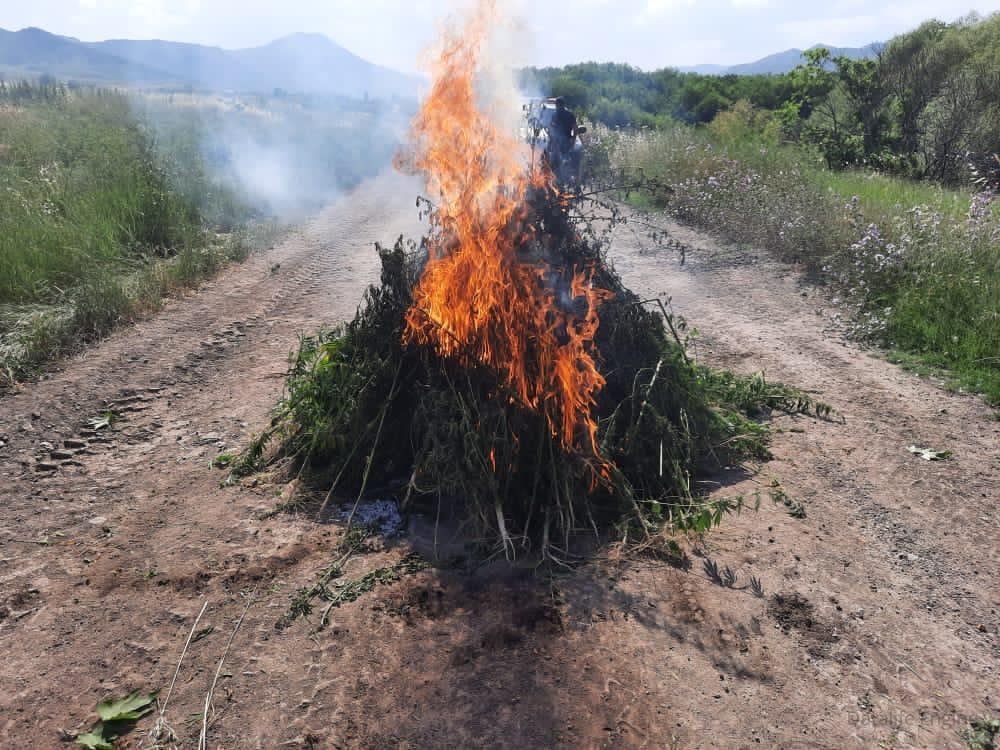 Ağdamın azad edilmiş kəndlərində narkotik bitkilər aşkar edilib