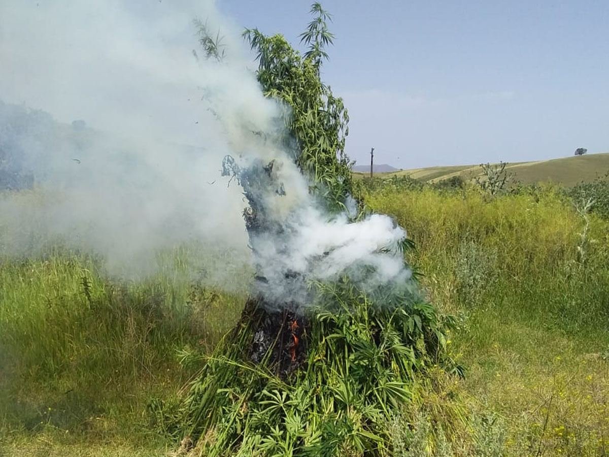 Goranboyda yabanı çətənə kolları məhv edilib