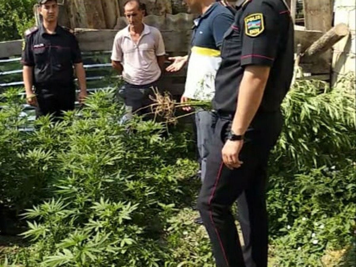 Ağdaşda çətənə yetişdirən şəxs saxlanılıb