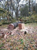 İsmayıldakı YAŞIL TERROR qəbirstanlığa da çatdı... - FOTO