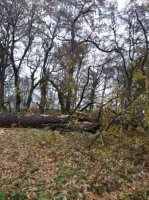 İsmayıldakı YAŞIL TERROR qəbirstanlığa da çatdı... - FOTO