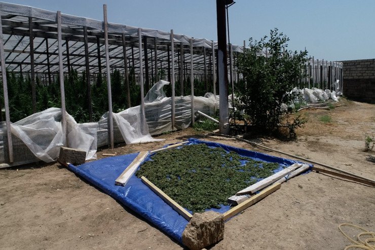 Bakıda "parnik"də narkotik əkib-becərən saxlanıldı - VİDEO