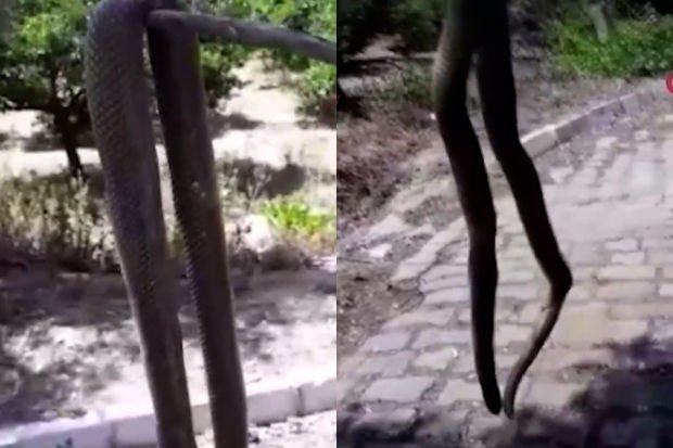 Türkiyənin Aydın vilayətində nəhəng ilan görənləri təşvişə salıb